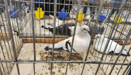 II LO w Sandomierzu po raz pierwszy gospodarzem dużej wystawy ptaków. Zobaczcie galerie zdjęć.