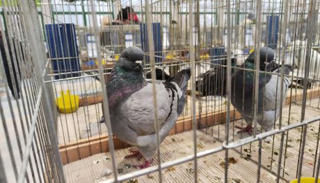 II LO w Sandomierzu po raz pierwszy gospodarzem dużej wystawy ptaków. Hodowcy i goście dopisali