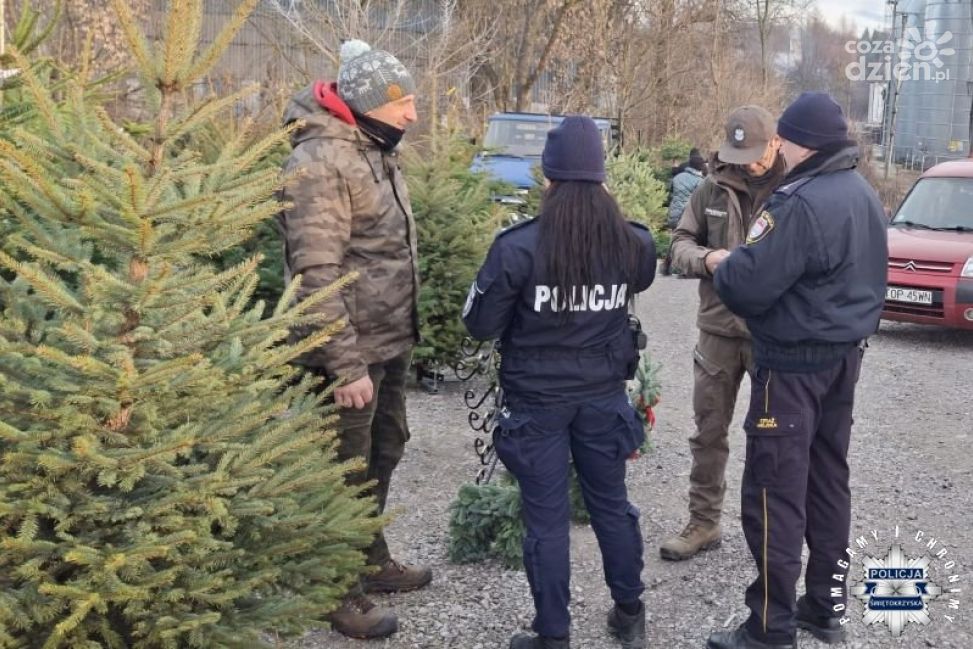 Legalny stroisz na Święta – sprawdź źródło gałązek