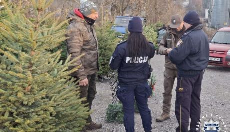 Legalny stroisz na Święta – sprawdź źródło gałązek