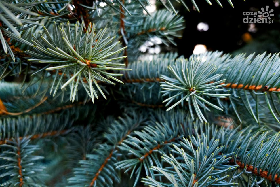 Magia dobrego początku. O tym, czym naprawdę była Wigilia dla naszych przodków