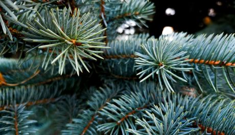 Magia dobrego początku. O tym, czym naprawdę była Wigilia dla naszych przodków