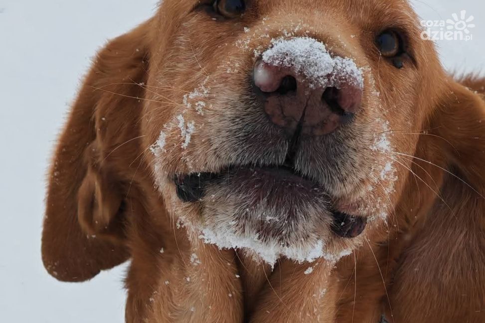 Kontrole schronisk w Świętokrzyskiem: Przytulisko w Sandomierzu ma się dobrze zimą