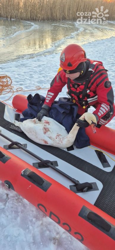 Ratowali łabędzia na zamarzniętym Jeziorze Tarnobrzeskim. Akcja strażaków ostrzeżeniem przed wchodzeniem na lód