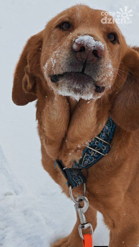 Kontrole schronisk w Świętokrzyskiem: Przytulisko w Sandomierzu ma się dobrze zimą