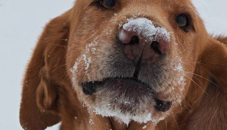 Kontrole schronisk w Świętokrzyskiem: Przytulisko w Sandomierzu ma się dobrze zimą