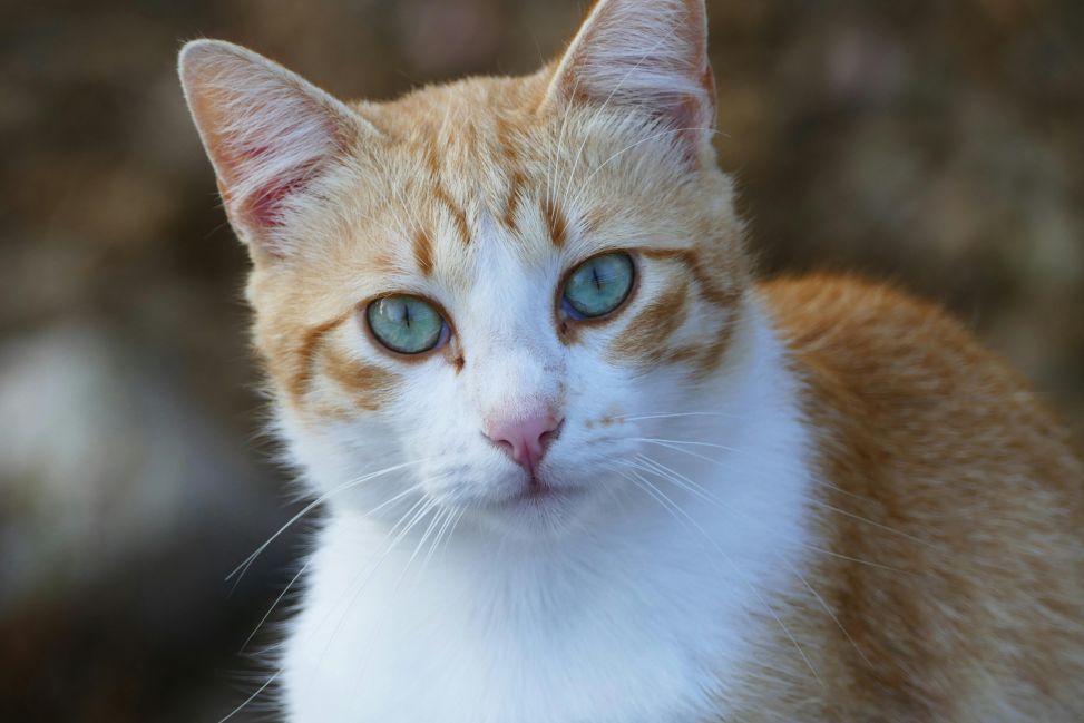 Konsultacje społeczne programu zapobiegania bezdomności zwierząt w gminie Klimontów