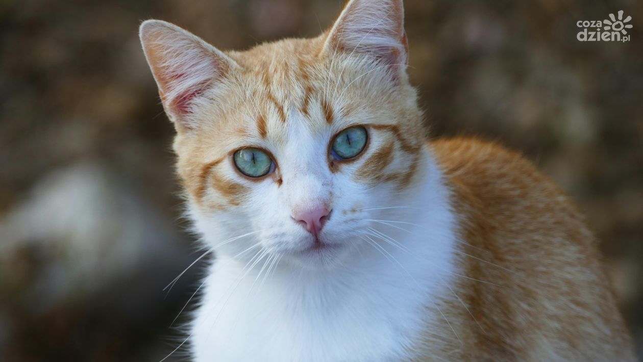 Konsultacje społeczne programu zapobiegania bezdomności zwierząt w gminie Klimontów
