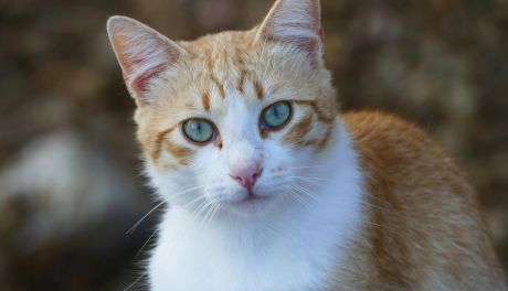 Konsultacje społeczne programu zapobiegania bezdomności zwierząt w gminie Klimontów