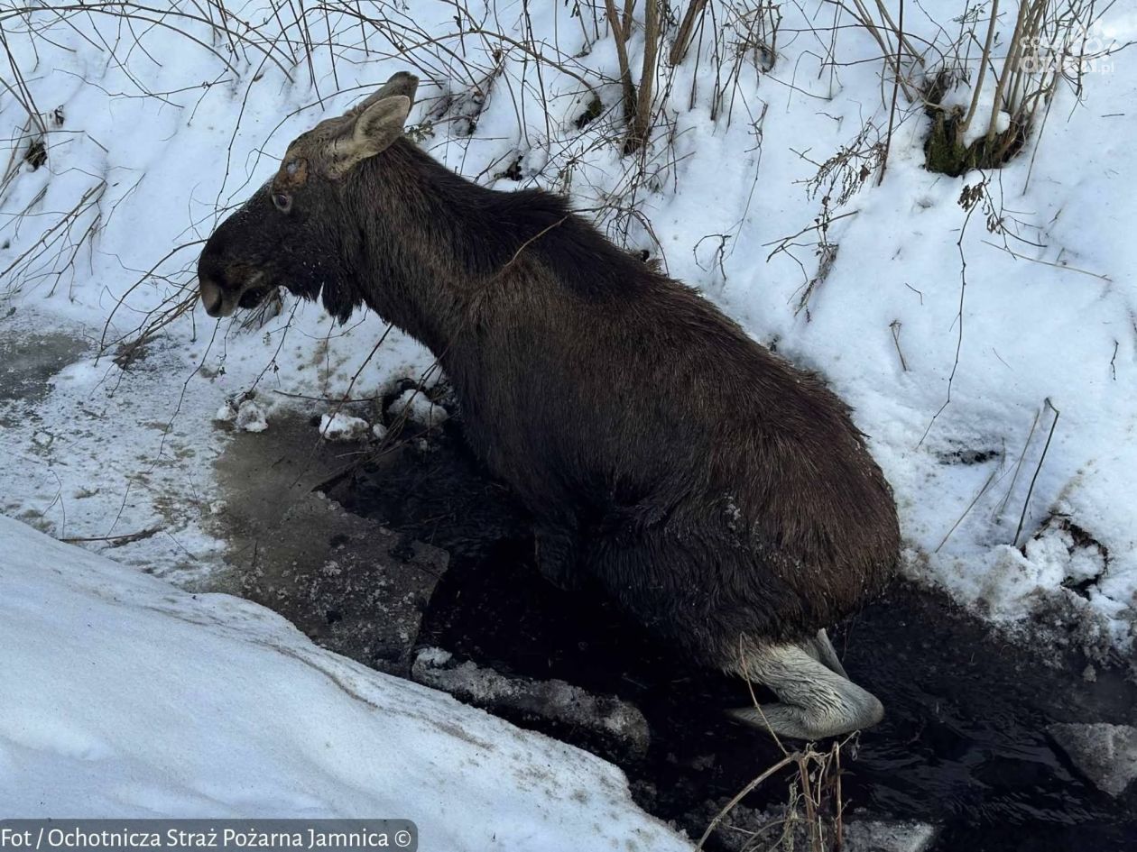 Strażacy pomogli uwięzionemu łosiowi w Jamnicy