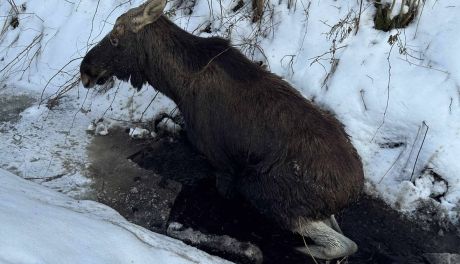Strażacy pomogli uwięzionemu łosiowi w Jamnicy