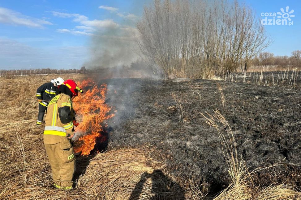 Siedem pożarów traw jednego dnia. Ponad siedem godzin akcji strażaków