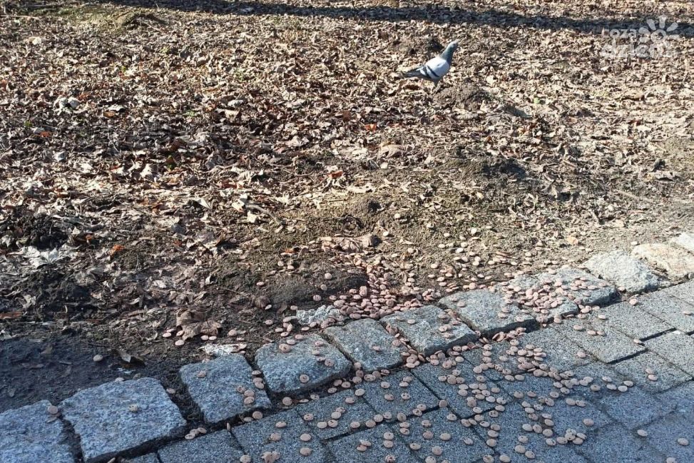 Ponad 150 gniazd usuniętych w Parku Saskim. Miasto przypomina o zakazie dokarmiania ptaków