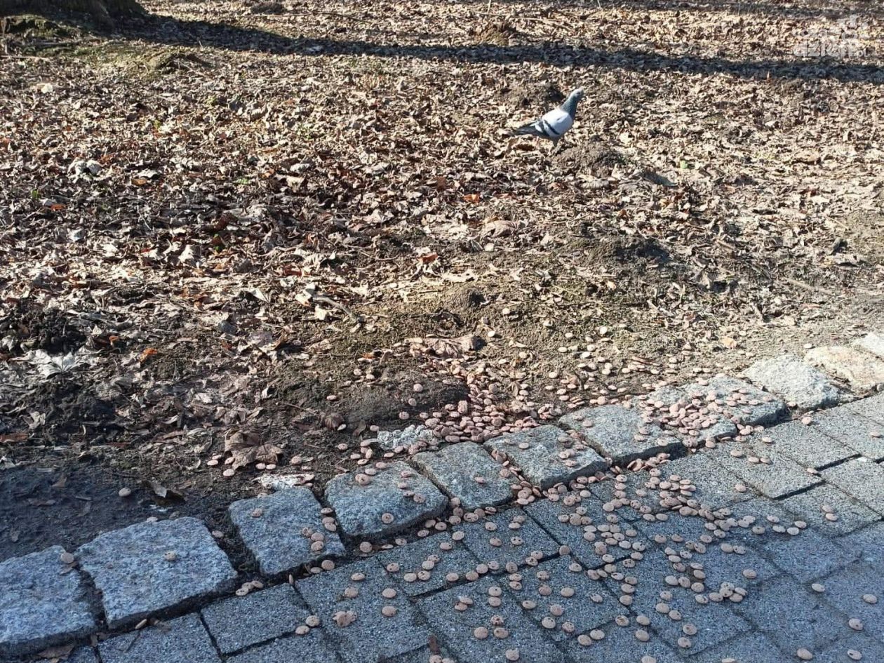 Ponad 150 gniazd usuniętych w Parku Saskim. Miasto przypomina o zakazie dokarmiania ptaków