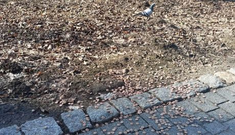 Ponad 150 gniazd usuniętych w Parku Saskim. Miasto przypomina o zakazie dokarmiania ptaków