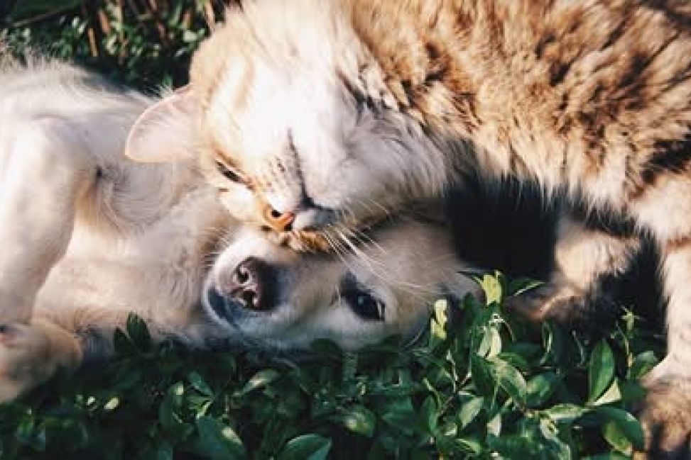 Gmina Klimontów dofinansuje sterylizację i kastrację psów i kotów w 2026 roku