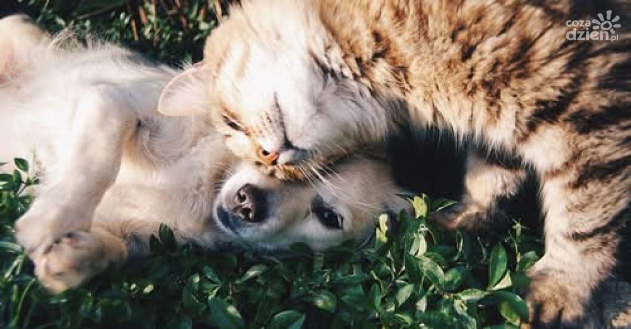 Gmina Klimontów dofinansuje sterylizację i kastrację psów i kotów w 2026 roku