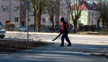 Wiosenne porządki w zieleni miejskiej. Wkrótce w Sandomierzu pojawią się pierwsze bratki