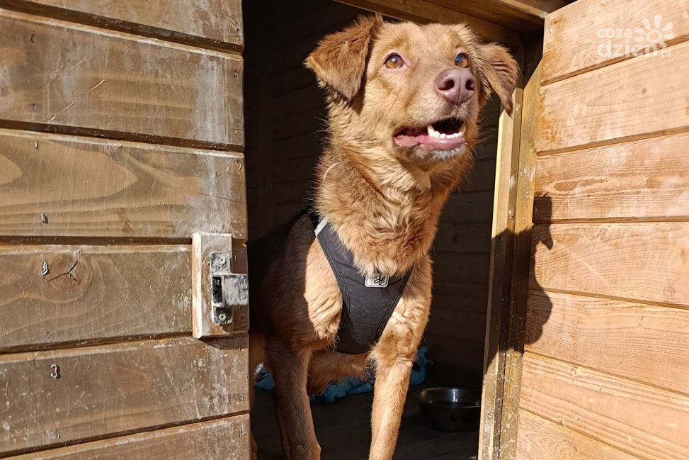 Piknik charytatywny nad Wisłą w Tarnobrzegu. Pomoc dla zwierząt i moc atrakcji