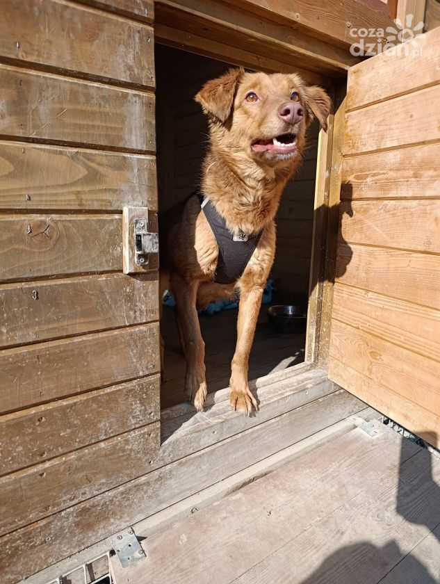 Piknik charytatywny nad Wisłą w Tarnobrzegu. Pomoc dla zwierząt i moc atrakcji