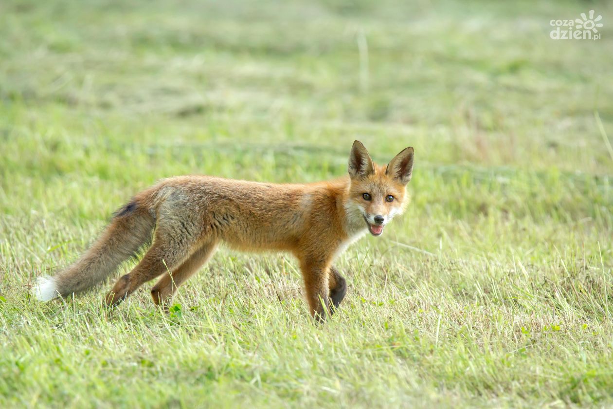 Wiosenna akcja szczepień lisów w Podkarpackiem. Ważny apel do mieszkańców