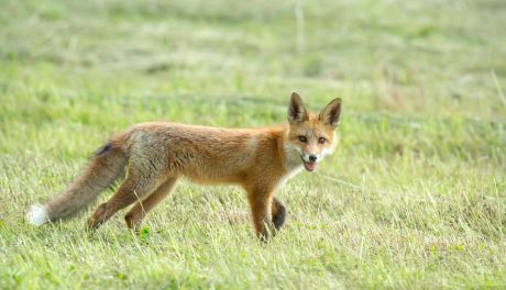 Wiosenna akcja szczepień lisów w Podkarpackiem. Ważny apel do mieszkańców