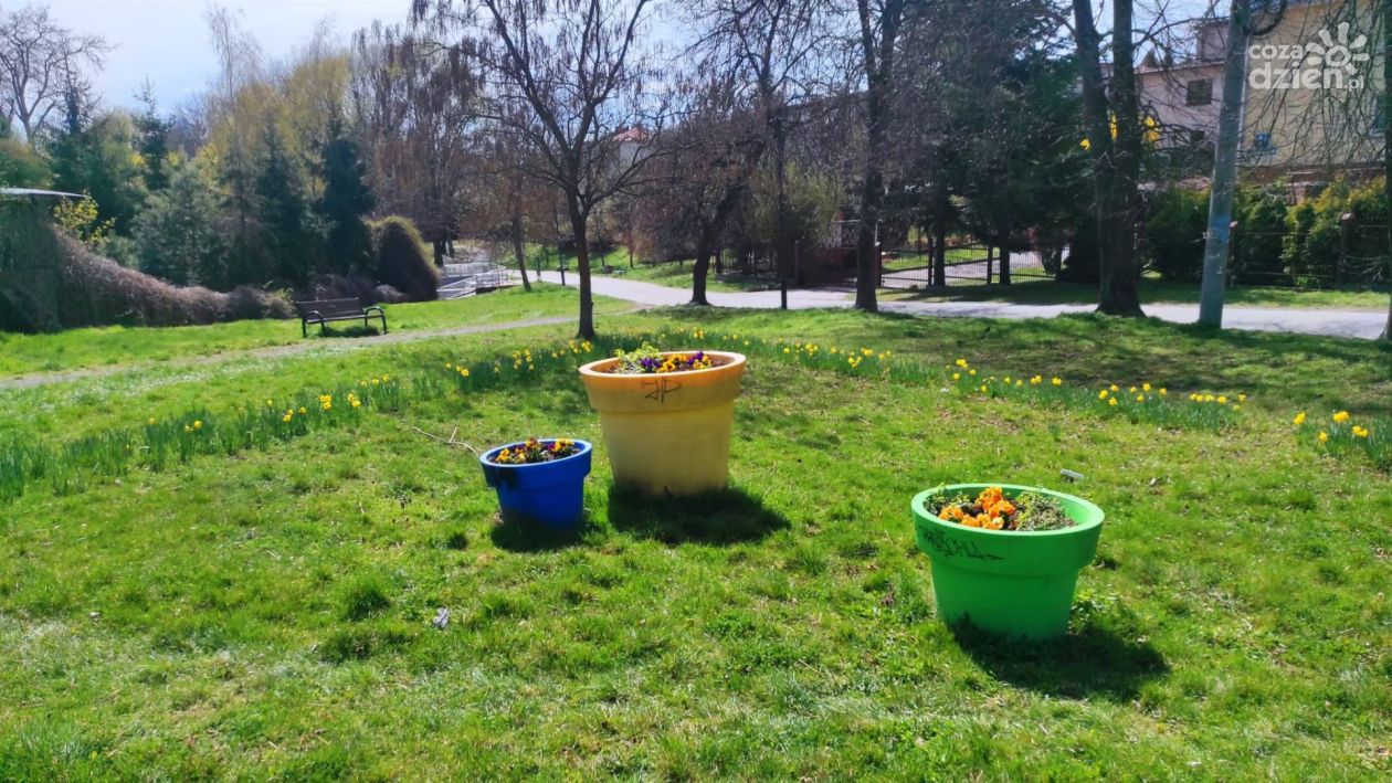 Pierwsze wiosenne nasadzenia już zakończone