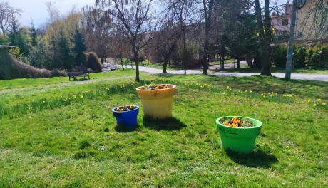 Pierwsze wiosenne nasadzenia już zakończone