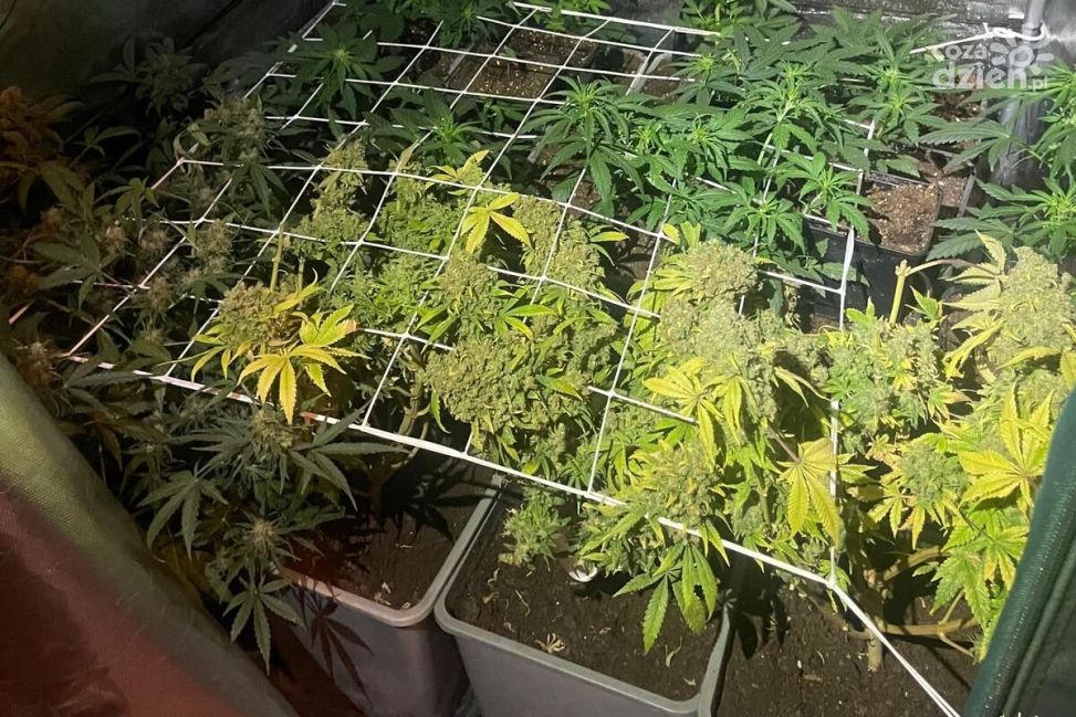 Nielegalna uprawa konopi zlikwidowana w Sandomierzu. Zabezpieczono krzewy i susz