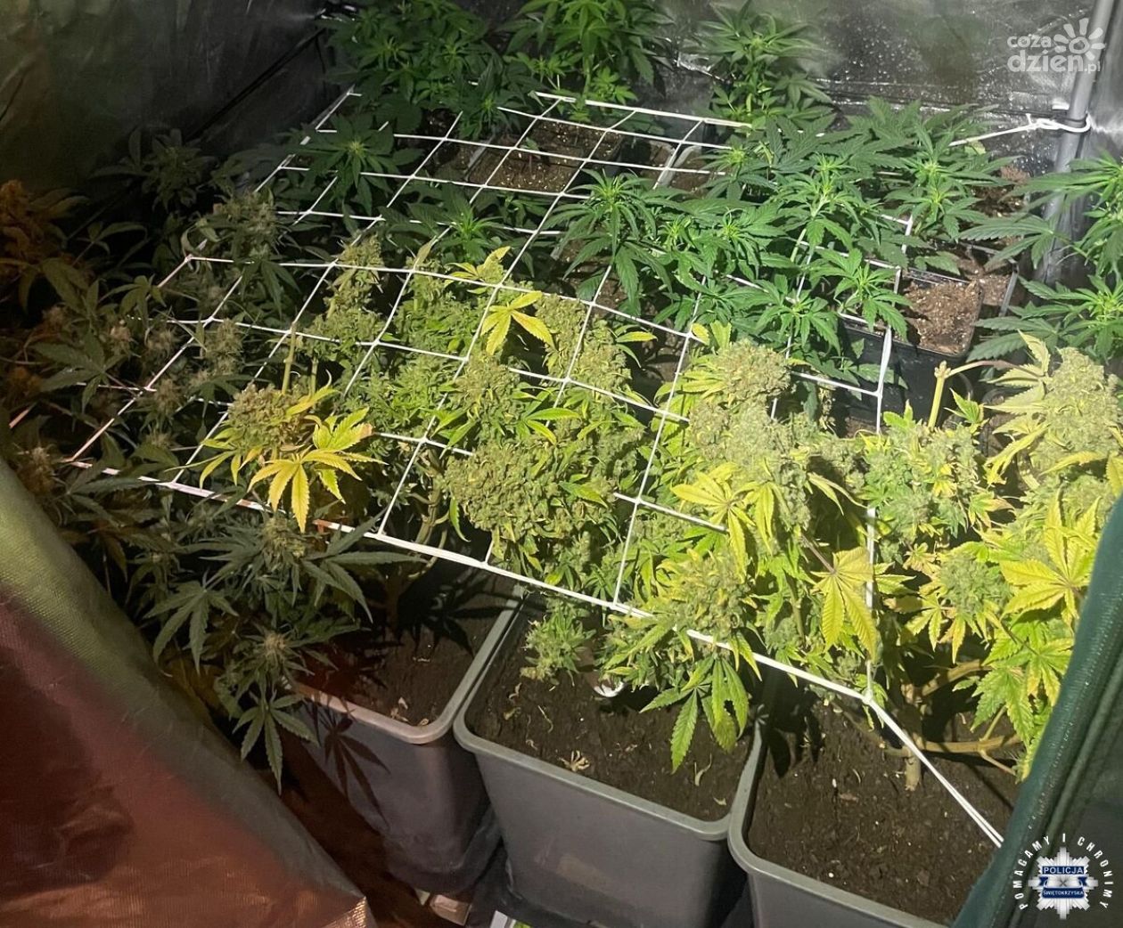 Nielegalna uprawa konopi zlikwidowana w Sandomierzu. Zabezpieczono krzewy i susz