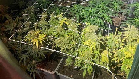 Nielegalna uprawa konopi zlikwidowana w Sandomierzu. Zabezpieczono krzewy i susz