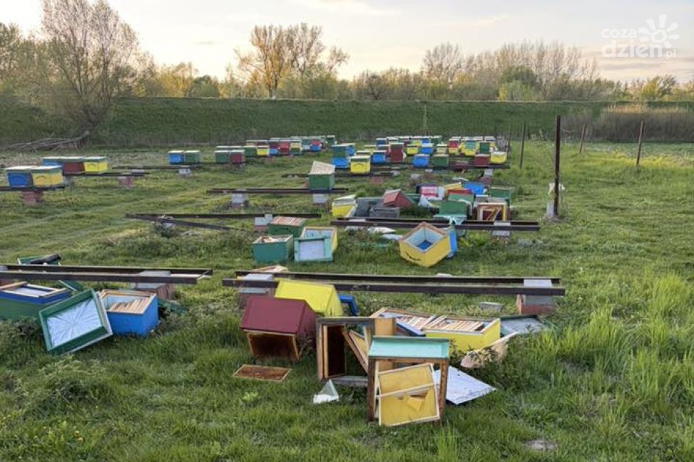Akt wandalizmu w Tarnobrzegu. Zniszczono część pasieki przy ul. Żabiej