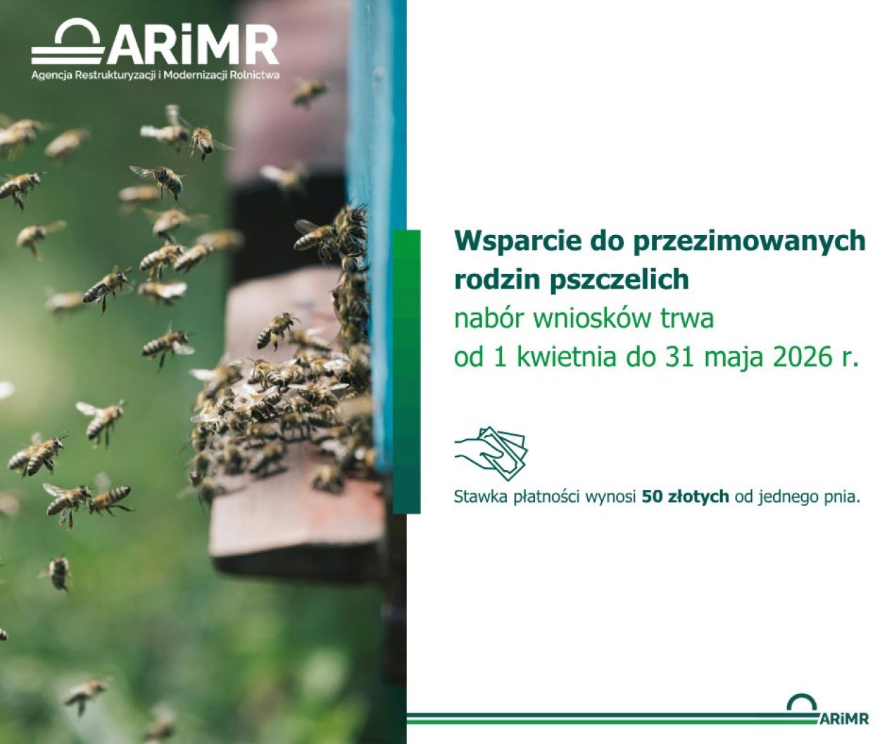 Wsparcie dla pszczelarzy. Ruszył nabór na dofinansowanie do przezimowanych rodzin pszczelich