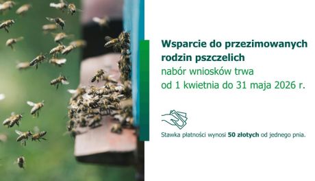 Wsparcie dla pszczelarzy. Ruszył nabór na dofinansowanie do przezimowanych rodzin pszczelich