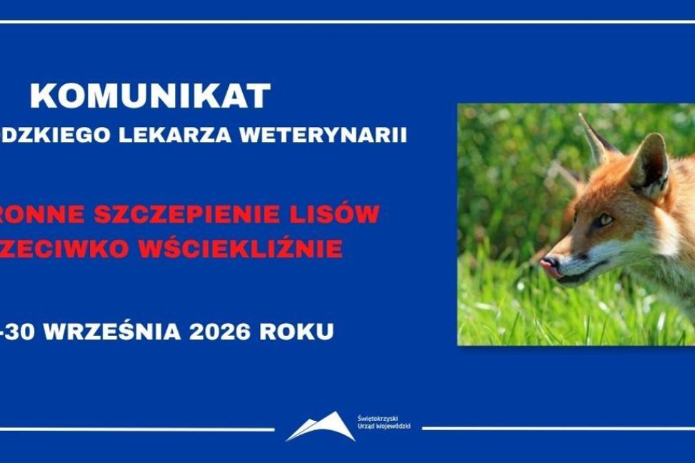 W całym województwie świętokrzyskim szczepione będą lisy. Akcja potrwa dwa tygodnie