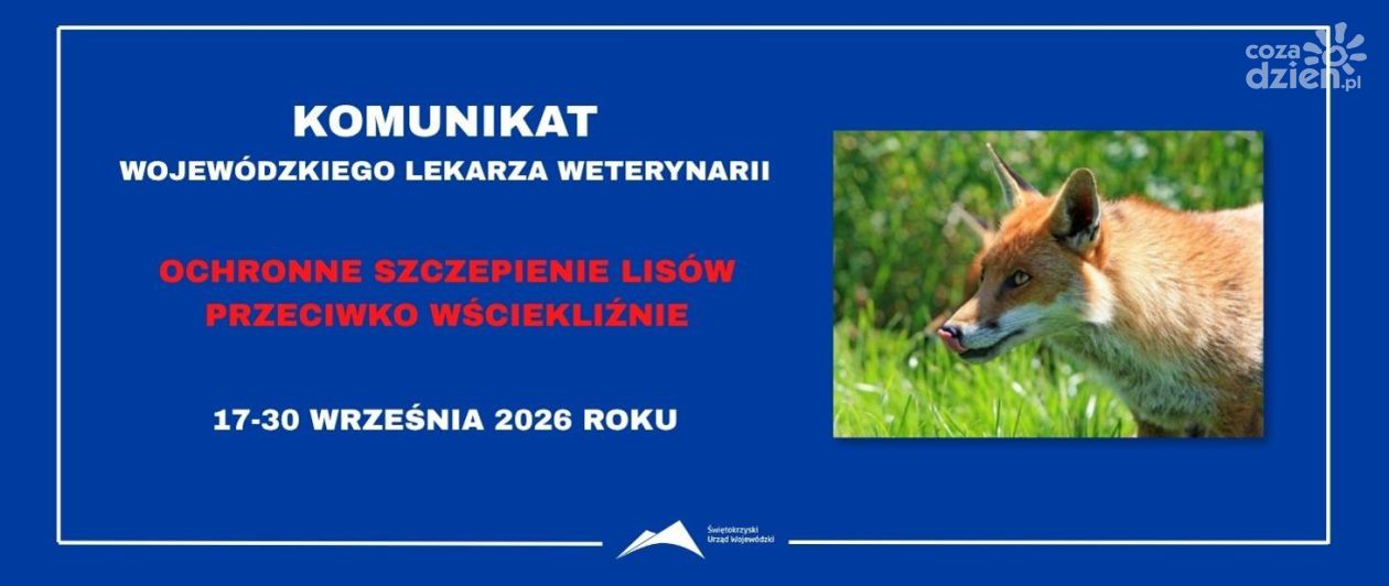 W całym województwie świętokrzyskim szczepione będą lisy. Akcja potrwa dwa tygodnie