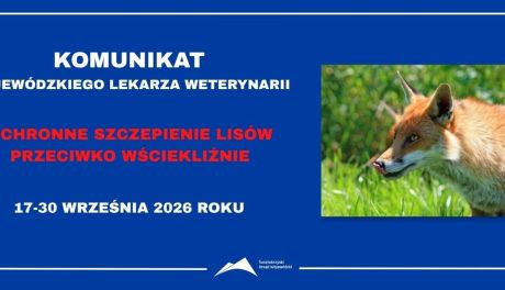 W całym województwie świętokrzyskim szczepione będą lisy. Akcja potrwa dwa tygodnie