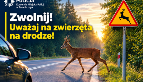 14 zdarzeń z dziką zwierzyną od początku września. Policja apeluje do kierowców
