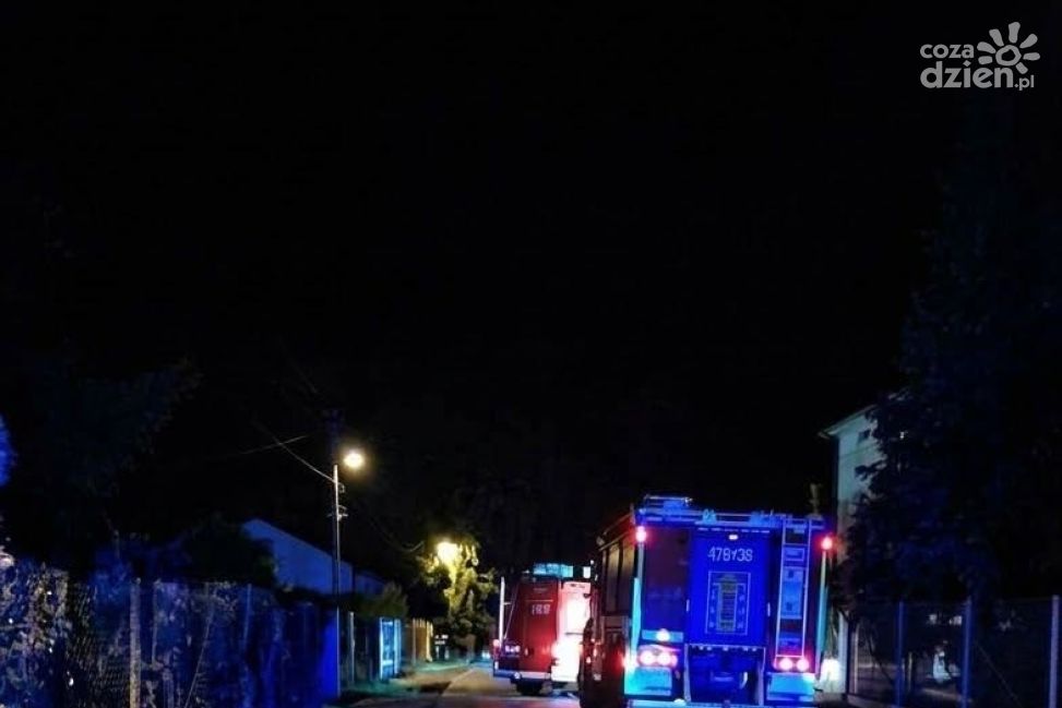 Łoś zaklinował się na bramie posesji. Interwencja strażaków w Górach Wysokich